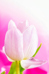 Fototapeta na wymiar Tender beautiful tulip flower close up