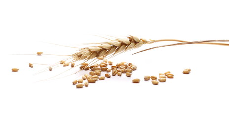 Ears of wheat grain on white background