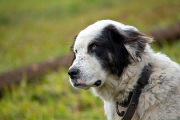 Shepherd dog at the farm in Romania 