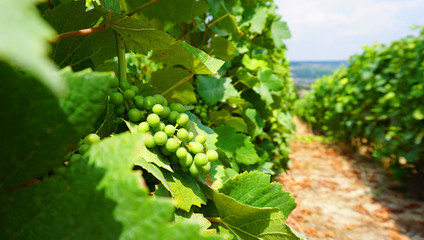 Grape plantations in the province of Champagne, France. Green grapes closeup
