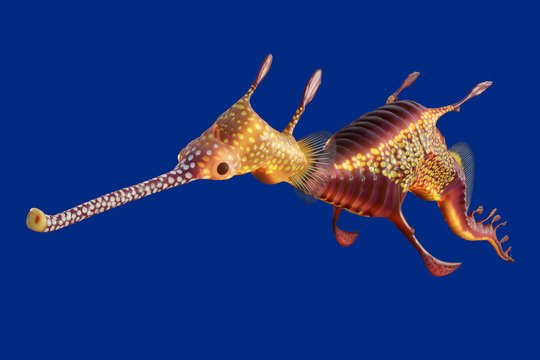3d rendering of a Weedy seadragon, the ocean creature at Australia and Tasmania island, isolated on blue background with clipping paths.