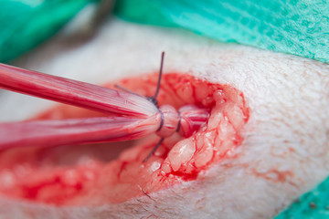 Double ligation on uterine horns of a cat in ovariohysterectomy surgery, to prevent bleeding