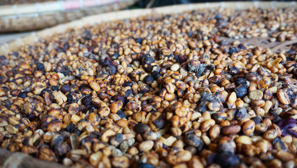 Uncleaned from excrements coffee beans luwak in a large vat. Ready for further processing