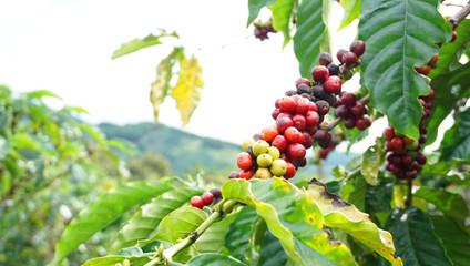 Branch with immature beans of Indonesian coffee luvak red, brown and green in bright colors in daylight on the coffee plantation