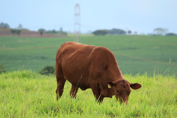 Cow Senepol