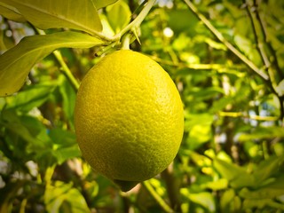 Lemon on tree