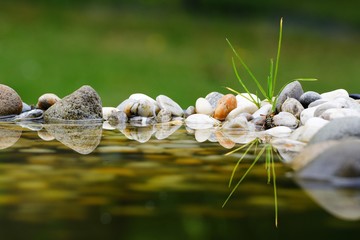 Wasp on water with stones. East Moravia. Czech Republic. Europe.
