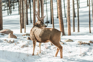 Mule Deer in National Park