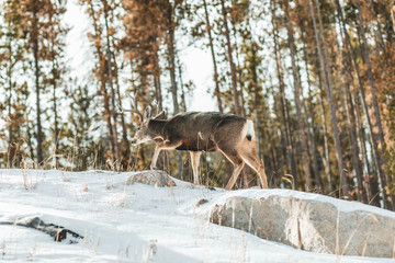 Mule Deer in National Park
