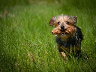 Little cute dog goes through the meadow and holds cone in his mouth, dog wears a toy