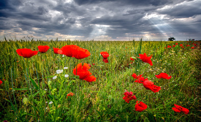 poppy field with sky