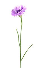 Purple flower of knapweed isolated on white background