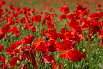 Obraz premium Red poppies flower filed in the spring time, nature detail 