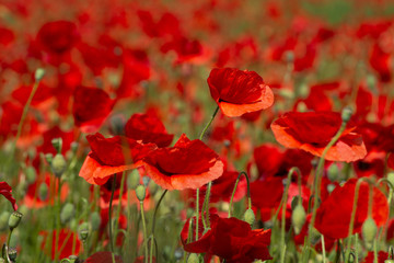 Red poppies flower filed in the spring time, nature detail 