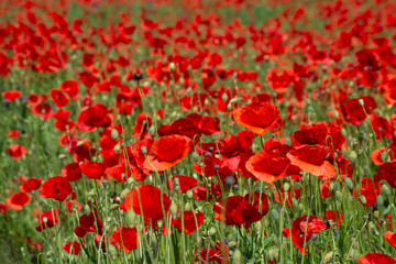 Fototapeta na wymiar Red poppies flower filed in the spring time, nature detail 