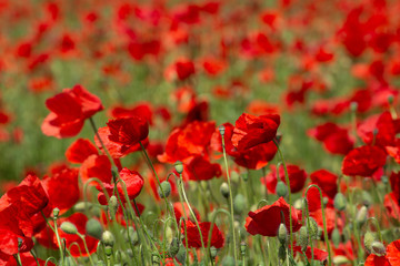 Red poppies flower filed in the spring time, nature detail 