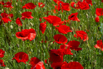 Fototapeta premium Red poppies flower filed in the spring time, nature detail 