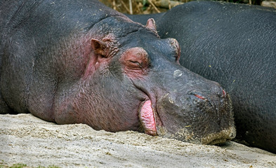 Sleeping hippopotamus. Latin name - Hippopotamus amphibius	
