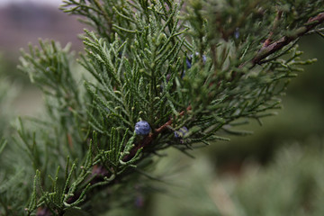 background with thuya. thuja branch with berries. conifer branch. winter background. green background with tree branch