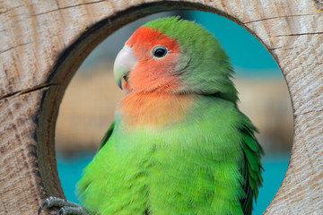 Fototapeta na wymiar Lilian's lovebird green exotic parrot bird