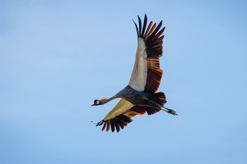 rapace non identifié