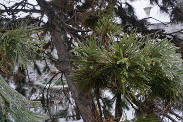 Freezing rain in Bucharest, ice rain