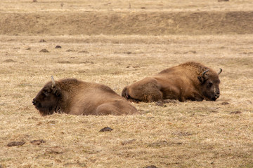 Fototapeta premium European buffalo in protected areas , Bison from Romania 