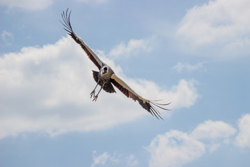 rapace non identifié