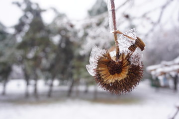 Freezing rain in Bucharest, ice rain