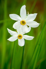Fototapeta premium Daffodil flower closeup in spring time with green background 