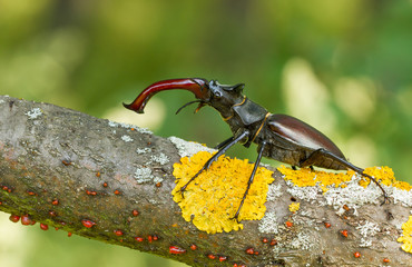 The stag beetle Lucanus cervus in Czech Republic