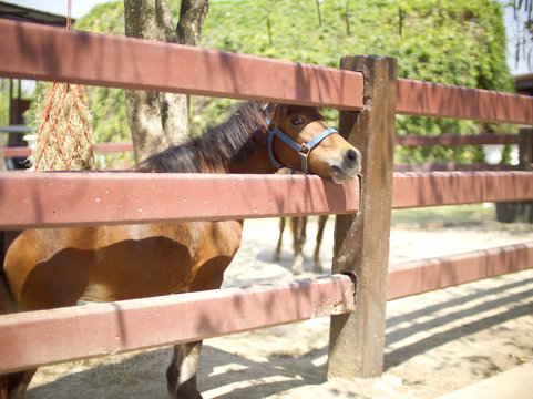 Baby horse, pipo pony little cute animal in wood stable