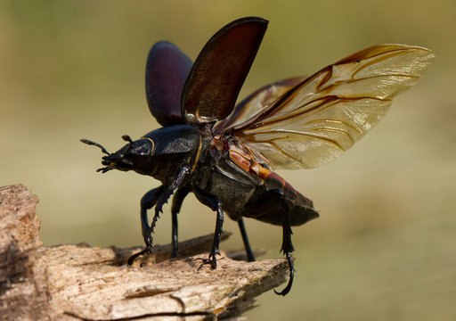 The stag beetle Lucanus cervus in Czech Republic