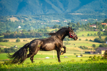 Black Friesian stallion in Transylvania, Romania landscape in the background