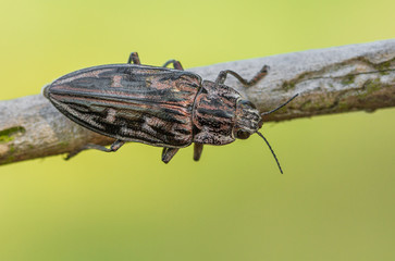 Flatheaded pine borer Chalcophora mariana in Czech Republic