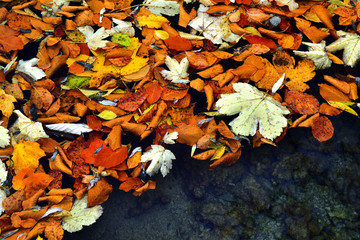 Autumn leafs floating on water close-up detail 