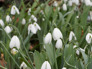 Galanthus nivalis - Perce-neige ou galanthe des neiges, fleur d'hiver.