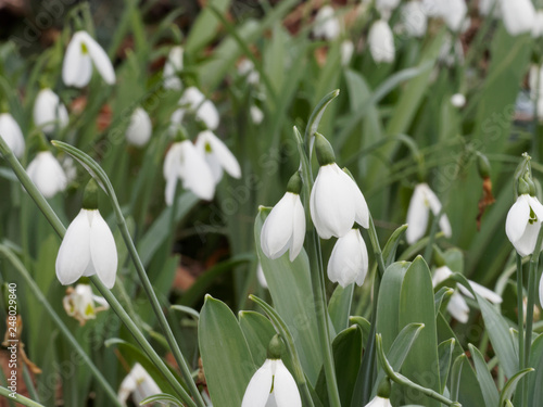 Galanthus Nivalis Perce Neige Ou Galanthe Des Neiges