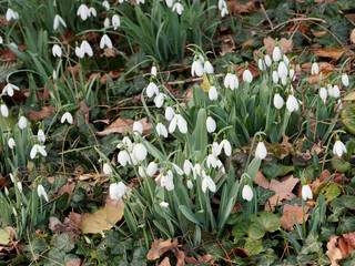 Galanthus nivalis - Perce-neige ou galanthe des neiges, fleur d'hiver.
