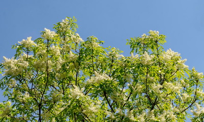 Closeup of Japanese tree lilac or Syringa reticulata tree full of flowers in the springtime, Lozen mountain, resort village Pancharevo, Sofia, Bulgaria 