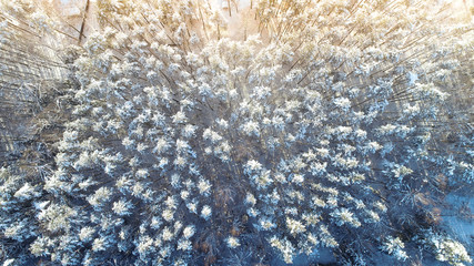 Aerial view winter forest. Bird's-eye view.