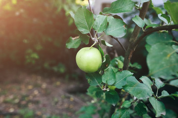 Small green apple is hanging on the fruit tree in the village garden.