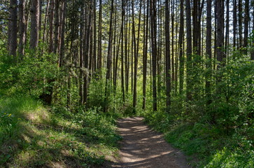Fototapeta na wymiar Springtime forest in the Lozen mountain with pine tree and bush, Pancharevo, Sofia, Bulgaria