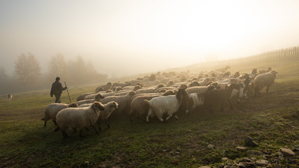 Romanian shepherd  on the hills of  Transylvania , Romania 