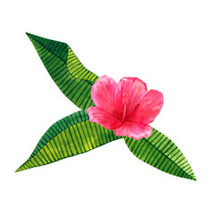 Beautiful pink red flower hibiscus with green tropical leaves. Hand drawn watercolor illustration. Isolated on white background.