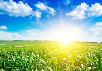 Sunrise over corn field.