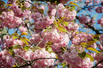 Sakura.Cherry. Very beautiful flowering cherry tree. spring flowers
