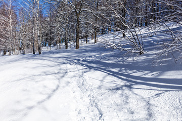A calm snowy winter morning landscape with a colorful background, snow covered trees and a road heading down a hill