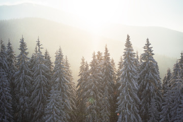 A sunny winter day in the Ukrainian Carpathian mountains with a lot of snow on the trees and slopes.