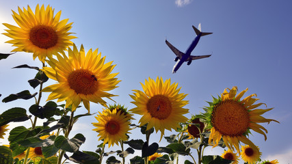 Airplane landing in Bucharest airport over sun flower field 